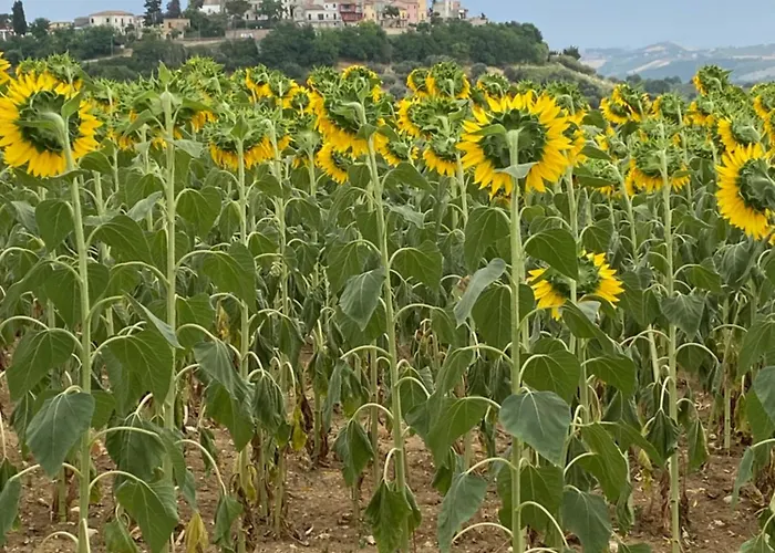 Flavia 21 Alojamento de Acomodação e Pequeno-almoço